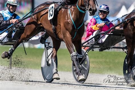 nz harness results|nz harness racing results.